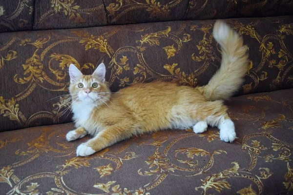 Gato mapache gigante. Gato Mainecoon, Cría de gatos de raza pura en casa — Foto de Stock