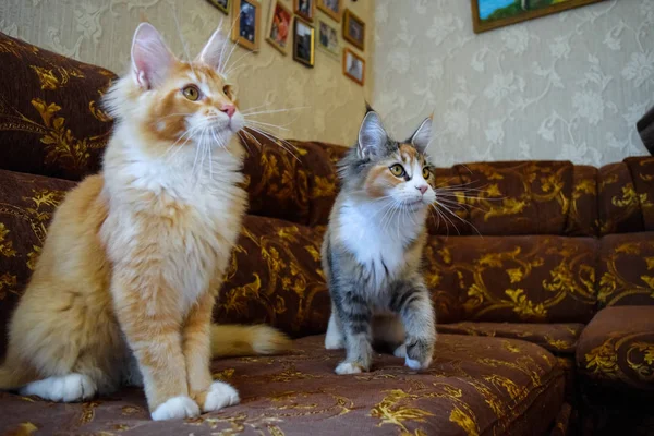 Gato mapache gigante. Gato Mainecoon, Cría de gatos de raza pura en casa — Foto de Stock