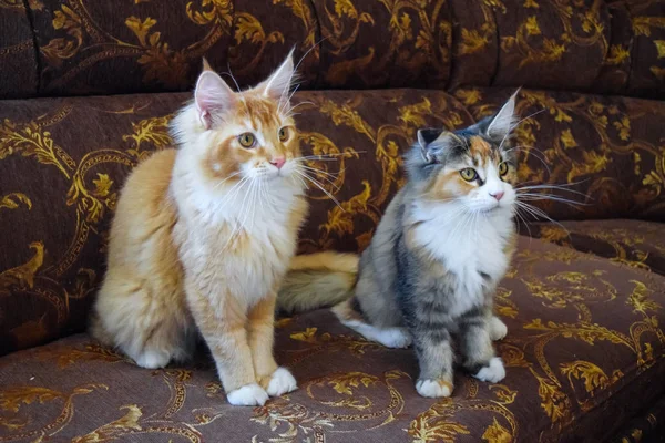 Gato mapache gigante. Gato Mainecoon, Cría de gatos de raza pura en casa — Foto de Stock