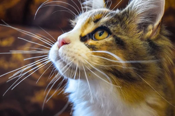 Γίγαντας maine coon γάτα. Mainecoon γάτα, εκτροφή καθαρόαιμος γάτες στο σπίτι — Φωτογραφία Αρχείου