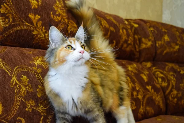 거 대 한 메인 쿤 고양이입니다. Mainecoon 고양이, 순종 Breeding는 집에서 고양이 — 스톡 사진