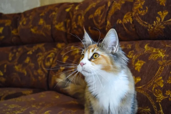 Gato gigante de maine coon. Mainecoon gato, Criação de gatos de raça pura em casa — Fotografia de Stock