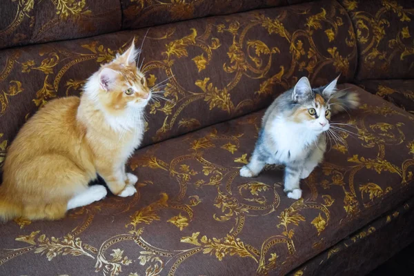 Gigante gatto procione del Maine. Mainecoon cat, Allevamento di gatti di razza pura a casa — Foto Stock