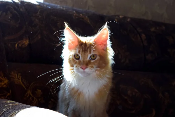 Gato gigante de maine coon. Mainecoon gato, Criação de gatos de raça pura em casa — Fotografia de Stock