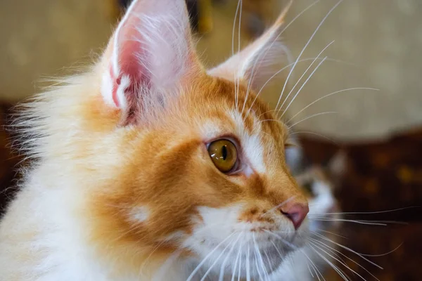 巨大なメインクーン猫。メインクーン猫純血種の繁殖猫の自宅 — ストック写真