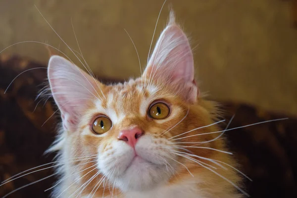 Gato gigante de maine coon. Mainecoon gato, Criação de gatos de raça pura em casa — Fotografia de Stock