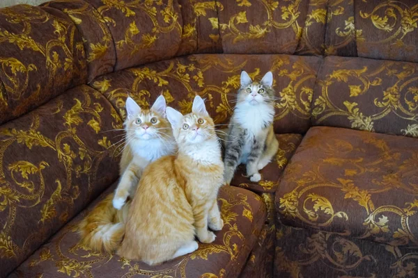 巨大なメインクーン猫。メインクーン猫純血種の繁殖猫の自宅 — ストック写真