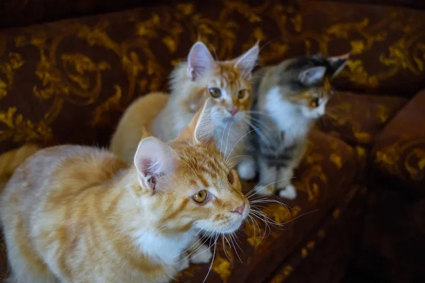 Gato mapache gigante. Gato Mainecoon, Cría de gatos de raza pura en casa — Foto de Stock