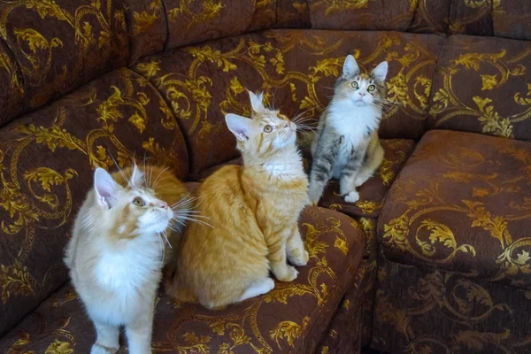 Gato mapache gigante. Gato Mainecoon, Cría de gatos de raza pura en casa — Foto de Stock