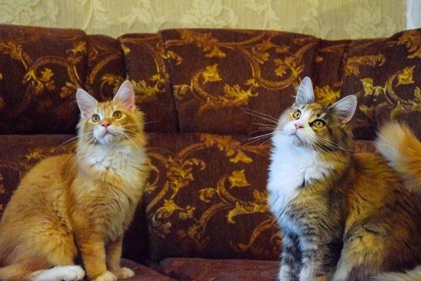 Gato mapache gigante. Gato Mainecoon, Cría de gatos de raza pura en casa — Foto de Stock