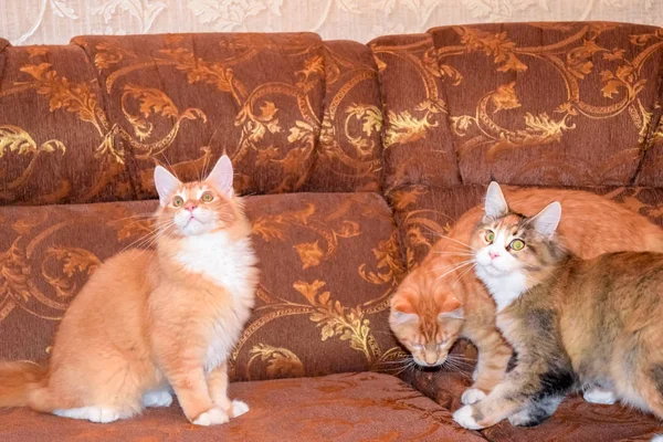 Gato mapache gigante. Gato Mainecoon, Cría de gatos de raza pura en casa — Foto de Stock