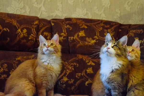 Gato mapache gigante. Gato Mainecoon, Cría de gatos de raza pura en casa — Foto de Stock