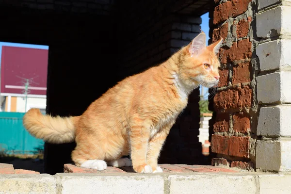 Гигантский мейн-еновый кот. Кошка Майнекон, Разведение породистых кошек в домашних условиях — стоковое фото