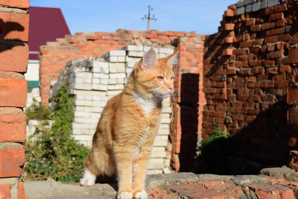 Óriás maine coon macska. Mainecoon macska, tenyésztés, fajtatiszta macskák otthon — Stock Fotó