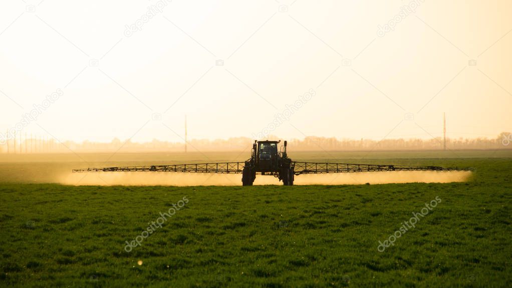 Tractor on the sunset background. Tractor with high wheels is making fertilizer on young wheat.