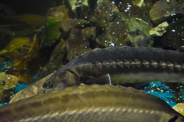 Balık mersin balığı oceanarium akvaryum içinde yüzüyor. Mersin balığı balık