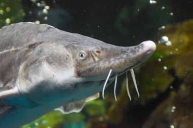 Balık mersin balığı oceanarium akvaryum içinde yüzüyor. Mersin balığı balık