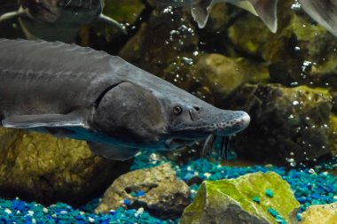 Balık mersin balığı oceanarium akvaryum içinde yüzüyor. Mersin balığı balık