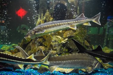 Balık mersin balığı oceanarium akvaryum içinde yüzüyor. Mersin balığı balık