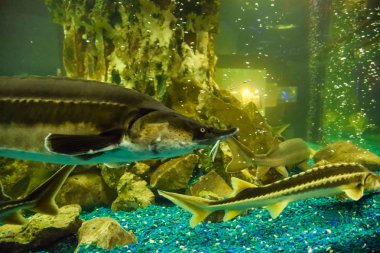 Balık mersin balığı oceanarium akvaryum içinde yüzüyor. Mersin balığı balık
