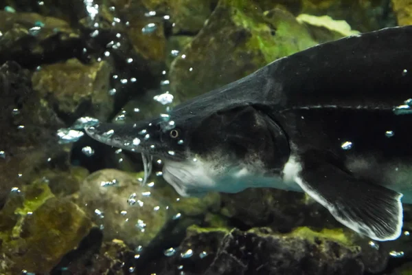 Fish sturgeon swims in the aquarium of oceanarium. Sturgeon fish — Stock Photo, Image
