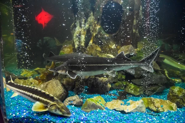 Lo storione di pesce nuota nell'acquario di oceanarium. Pesce storione — Foto Stock