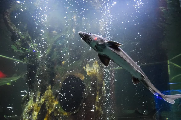 Fish sturgeon swims in the aquarium of oceanarium. Sturgeon fish