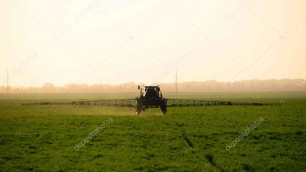 Tractor on the sunset background. Tractor with high wheels is making fertilizer on young wheat.