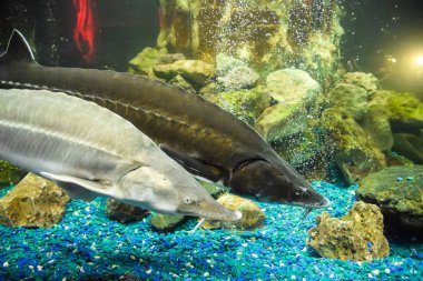 Balık mersin balığı oceanarium akvaryum içinde yüzüyor. Mersin balığı balık