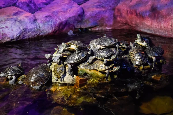 Kolonie von Schildkröten auf Stein, Reptilienschildkröten — Stockfoto