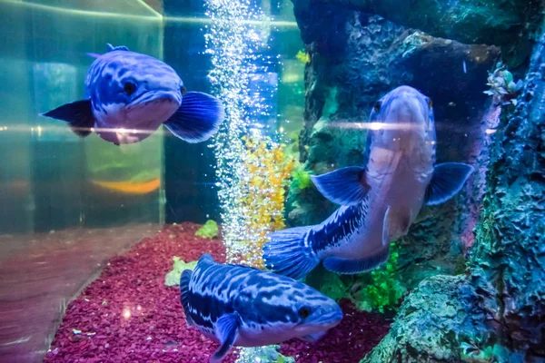 Fische im Aquarium des Aquariums, — Stockfoto
