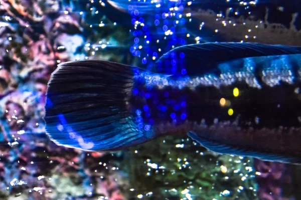 Ikan di akuarium akuarium , — Stok Foto
