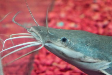 Akvaryum akvaryum balık,