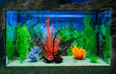 Wall mounted aquarium with tropical fish clipart
