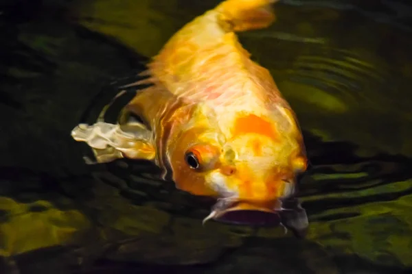 Fish in the aquarium of aquarium, — Stock Photo, Image