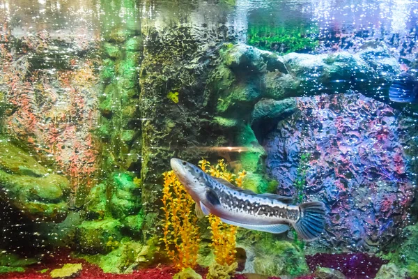 Pesci nell'acquario dell'acquario , — Foto Stock