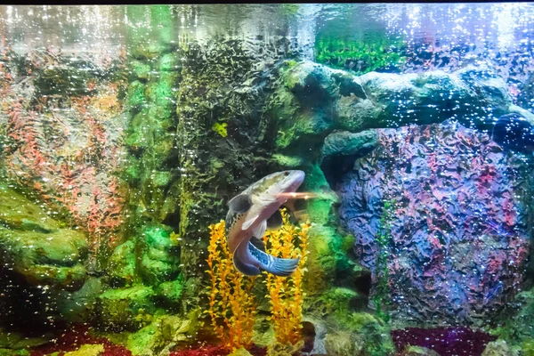 Peces en el acuario del acuario , — Foto de Stock