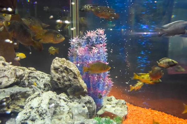 Peces en el acuario del acuario , —  Fotos de Stock