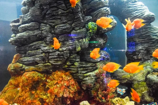 Страшилки красные в аквариуме — стоковое фото