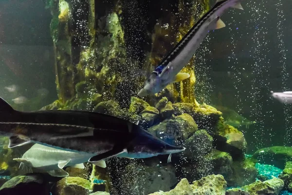 Fish sturgeon swims in the aquarium of oceanarium. Sturgeon fish