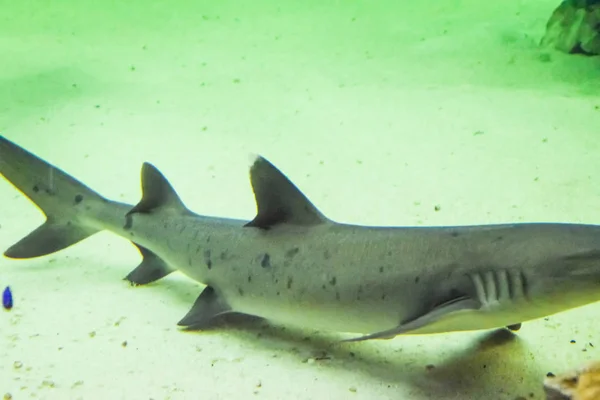 Shark in the aquarium, — Stock Photo, Image