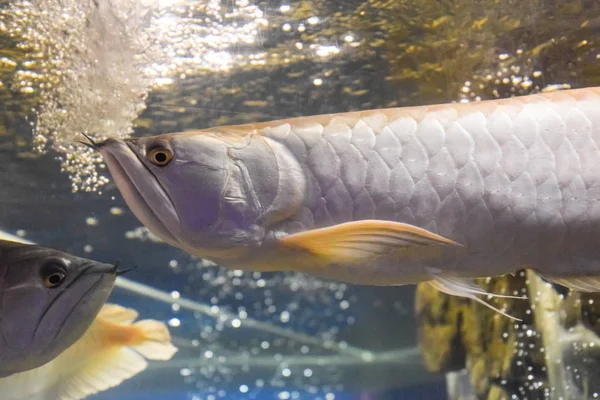 Osteoglossum bicirrhosum Silver arowana, Osteoglossum bicirrhosum — Stock Photo, Image