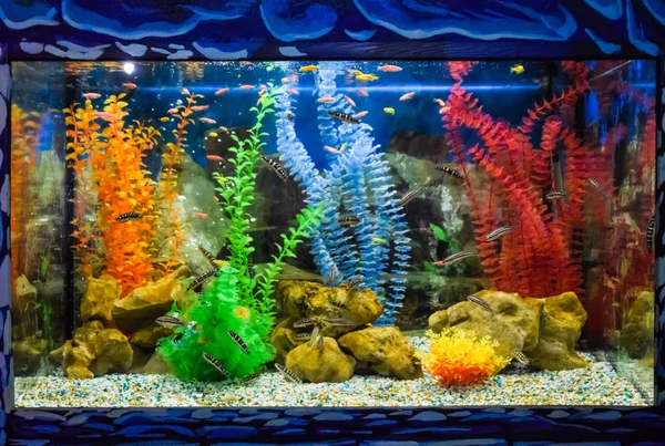 Wall mounted aquarium with tropical fish — Stock Photo, Image