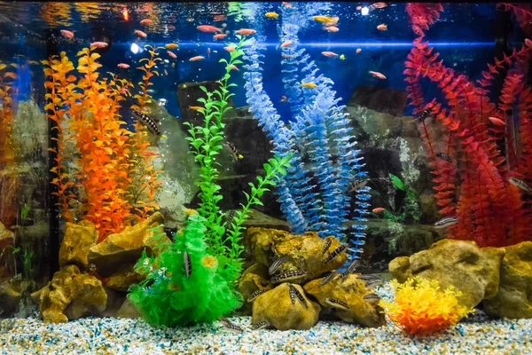 Aquário montado na parede com peixes tropicais — Fotografia de Stock