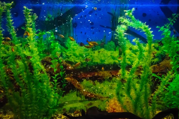 Tropikal balık ile duvara monte akvaryum — Stok fotoğraf