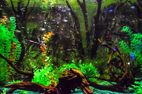 Aquarium mural avec poissons tropicaux — Photo
