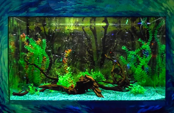 Acquario a parete con pesci tropicali — Foto Stock