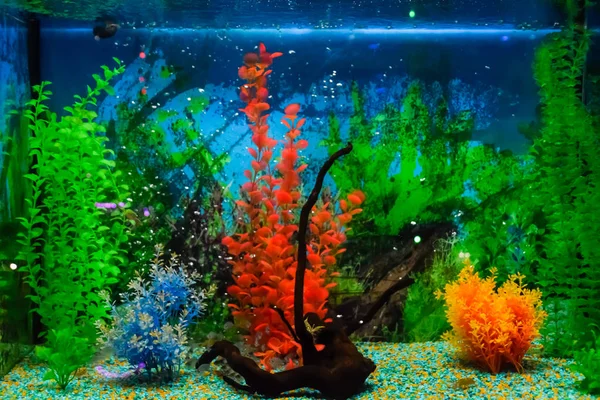 Acquario a parete con pesci tropicali — Foto Stock