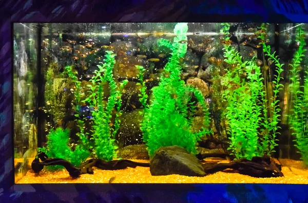 Acquario a parete con pesci tropicali — Foto Stock