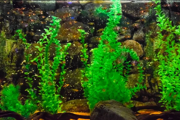 Настенный аквариум с тропическими рыбами — стоковое фото